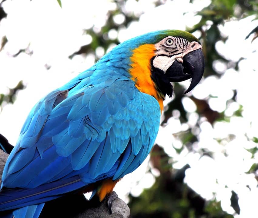 Bird